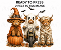 Halloween Highland Cow DTF Transfer - Youth/Adult Direct To Film Transfer